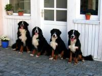 Bild 6: Landhaus Bodensee in Panormasichtlage Hunde sind herzlich willkommen. WOHNUNG 1