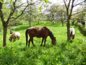 Unsere vier Hottas im Frühling - so lässt es sich leben.