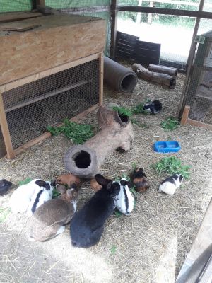Unsere Kaninchen und Meerschweinchen wohnen in eine großem Auslauf und freuen sich über Besuch der Möhrchen mitbringt;)