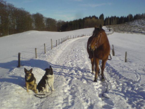 Gemeindamer Winterausritt.