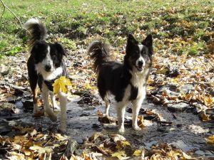Spike und Jay Unsere beiden Border Collies sind Hof- und Familienhunde. Sie sind kinderfreundlich und verspielt.