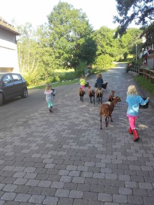 Schäfchen auf die Weide bringen...

Mithilfe ist immer gern gesehen=)