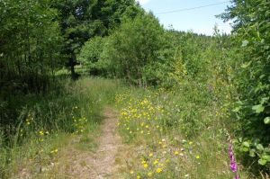 Bild 6: Osterzgebirge, Altenberg - Bauernhaus für 12 Pers. in großartiger Lage