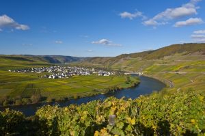 Bild 16: Ferienweingut Scholtes-Hammes