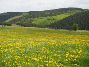 Bild 31: Ankommen und sich gleich wohlfühlen in der Ferienwohnung Eifelblick