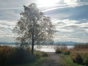 Bild 38: Ferienwohnung Sauer in Immenstaad - mit herrlichem Panorama-See-/Alpenblick