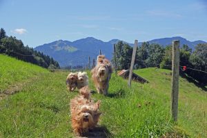 Hunde haben Spaß im Urlaub im Allgäu.