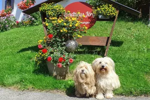 Hunde willkommen im Landhaus Jörg im Allgäu.