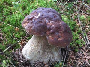 Die Schwammerl warten nur darauf gefunden zu werden...