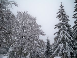 Einen Wintertraum im bayerischen Wald erleben, besuchen Sie uns einfach