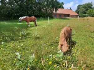 Bild 14: FeWo "Landhaus Kolbe" (Whg. 1) an der ostfriesischen Nordseeküste