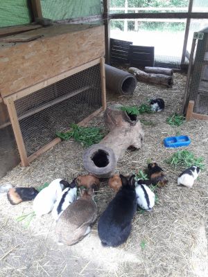 Unsere Kaninchen und Meerschweinchen leben in Gruppenhaltung in großen Gehegen.