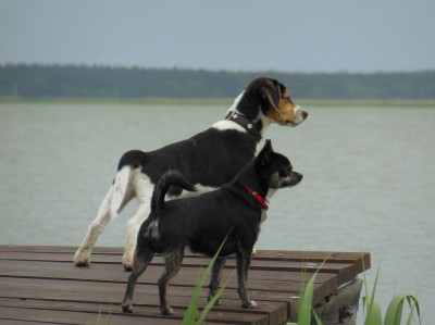Ferienwohnung in Born am Darß: Ostseeurlaub mit Hund - Wassergrundstück - Angeln