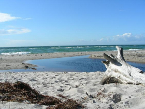 Der Westsstrand liegt auf der Ostsee Halbinsel Darss im Nationalpark "Vorpommersche Boddenlandschaft. Der 13 km lange Weststrand bietet besondere Reize für alle, die es urwüchsig mögen. Weg vom Strassenlärm, nur zu Fuss oder mit dem Fahrrad durch den schönen Darsser Wald zu erreichen (ca. 4 km). Hier finden Sie eine unberührte Natur zu allen Jahreszeiten vor. Nach Stürmen kann man mit gutem Auge Bernsteine finden und lange Strandwanderungen unternehmen. Im Sommer herrscht ein frohes Badeleben.