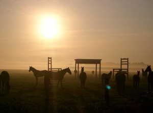 Bild 19 Pferdekoppel vom Gut Darss.
Reithalle (Kafka) vorhanden.