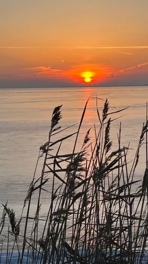 Ostseeurlaub mit Hund auf der Ostseehalbinsel Fischland-Darß-Zingst am Weststrand