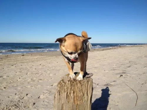 Piratennest mit Hund