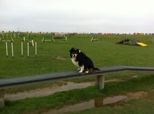 Agility Parcours am Stand Für unsere vierbeinigen Freude gibt es einen Hundestrand, ein Auslaufgehege zum Toben und einen tollen Agility Parcours