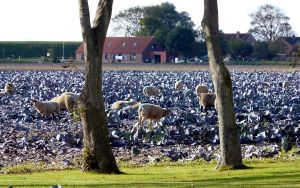 Bild 18: dasKrabbe, 2-3-4-5-6-7-8 P, Ferienhaus, Nordsee