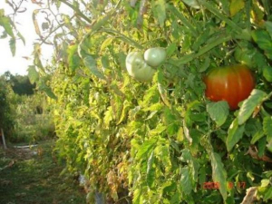 Bild 7: Pension Ivanka Barac Schrein/Buchung in Medjugorje/Medugorje