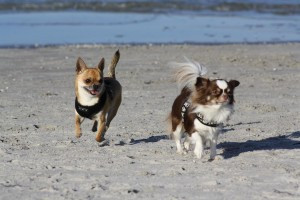 Ferienwohnung in Born am Darß: Ostseeurlaub mit Hund - Wassergrundstück Piratennest Darß