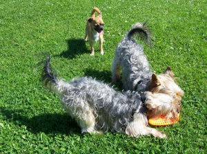 Hundeurlaub Bild 18: Ostseeurlaub - Piratennest Born - Typ 2