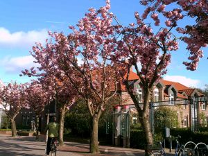 Kirschblüten(träume)bäume
