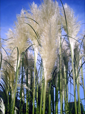Bild 15: Ferienwohnung Eggesin auf der Insel Borkum