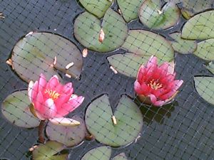 Bild 20: Ferienwohnung Eggesin auf der Insel Borkum