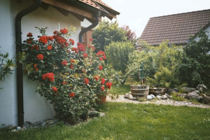 Bild 11: Ferienwohnung Breyer auf der Halbinsel Höri am Bodensee