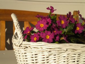 Bild 15: Cottage No. 8 ♥ Traum-Landhauswohnung im Grünen