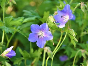 Bild 21: Cottage No. 8 ♥ Traum-Landhauswohnung im Grünen