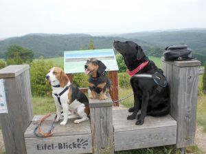 Eifel-Blicke im Lampertstal Unsere Hunde testen die Eifel-Blicke im nahe gelegenen Wachholdergebiet im Lampertstal in Alendorf.