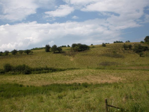 Landschaft Das ist die Landschaft unmittelbar um das Feriendorf Ahrdorf. Hier können die Hunde einmal so richtig auslaufen.