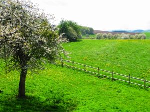 Unser Anwesen ist rundherum von Wiesen umgeben.