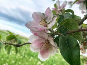 Bild 17: Ferienwohnung Sternenhimmel