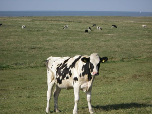 Bild 16: Ferienwohnung an der Nordsee mit Meerblick