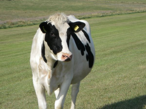Bild 17: Ferienwohnung an der Nordsee mit Meerblick
