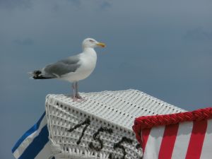 Bild 4: Greetsiel Traum-Fewo Deichrose - Top-Ausstattung 4 Pers WLAN