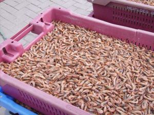 Bild 20: Greetsiel Traum-Fewo Deichrose - Top-Ausstattung 4 Pers WLAN