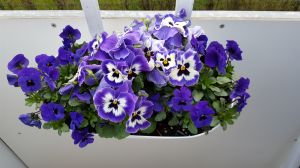 Bild 23: Greetsiel Traum-Fewo Deichrose - Top-Ausstattung 4 Pers WLAN