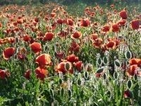 Nach der Rapsblüte folgen die Monblumen und Margariten