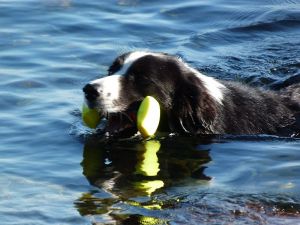 Bild 12: Böhrs Hoff Fehmarn für Ihren Urlaub mit Hund