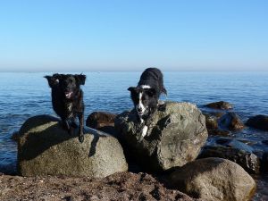 Abenteuer Strand Bild 1: Böhrs Hoff Fehmarn Ferienwohnung im Landhausstil ideal für Hundebesitzer