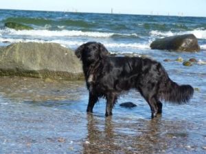 Anbaden Bild 15: Böhrs Hoff Fehmarn Ferienwohnung im Landhausstil ideal für Hundebesitzer