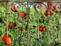 Mohn Mohn im Bauerngarten