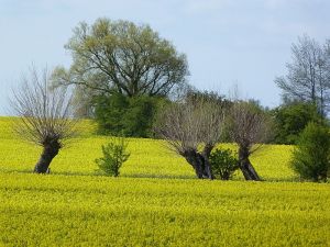 Rapsblüte Die Rapsblüte und die Kopfweiden gehören im Frühjahr zum charakteristischen Landschaftsbild