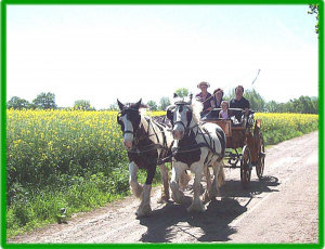 eine Kutschfaht mit unseren Pferden durch die Mecklenburger Landschaft