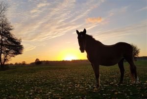 Bild 17: Mecklenburg Land Nähe Schwerin Ferienwohnung in ruhiger Lage mit Parkplatz