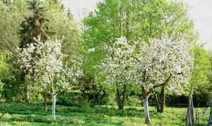 Bild 12: Mecklenburg Land Nähe Schwerin Ferienwohnung in ruhiger Lage mit Parkplatz